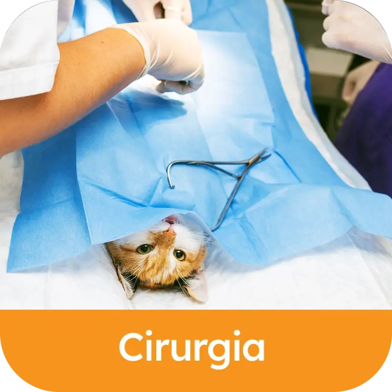 Cirurgia