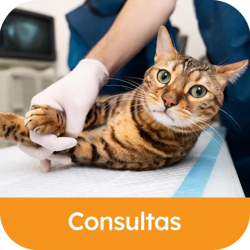 Consultas