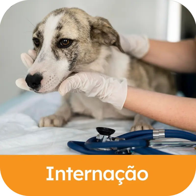 Internação