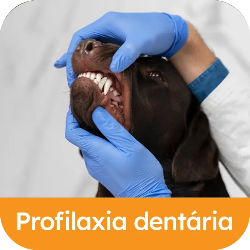 Profilaxia
